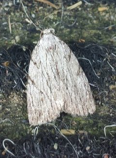 Balsa tristrigella by (c) alicia penney, some rights reserved (CC BY), uploaded by alicia penney. Used under a CC-BY license.