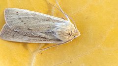 Copablepharon longipenne by (c) Doug Macaulay, some rights reserved (CC BY), uploaded by Doug Macaulay. Used under a CC-BY license.