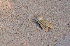 Copablepharon michiganensis by (c) Forest Botial-Jarvis, some rights reserved (CC BY), uploaded by Forest Botial-Jarvis. Used under a CC-BY license.