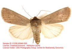 Dichagyris cyminopristes by no rights reserved, uploaded by Andreas Manz. Used under a CC0 license.