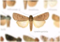 Dichagyris cyminopristes by no rights reserved, uploaded by Andreas Manz. Used under a CC0 license.
