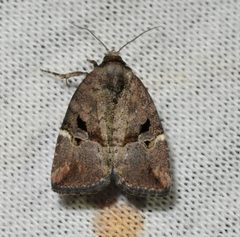Elaphria versicolor by (c) Andy Reago & Chrissy McClarren, some rights reserved (CC BY). Used under a CC-BY license.