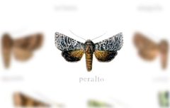 Homoanarta peralta by no rights reserved, uploaded by Andreas Manz. Used under a CC0 license.