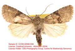 Homorthodes gigantoides by no rights reserved, uploaded by Andreas Manz. Used under a CC0 license.