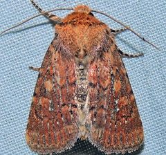 Homorthodes lindseyi by (c) Andy Reago & Chrissy McClarren, some rights reserved (CC BY). Used under a CC-BY license.