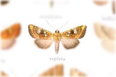 Hydroeciodes repleta by no rights reserved, uploaded by Andreas Manz. Used under a CC0 license.