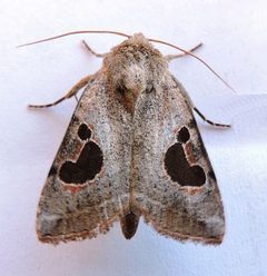 Hypotrix lunata by (c) jimeckert49, some rights reserved (CC BY). Used under a CC-BY license.