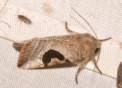 Hypotrix lunata by (c) Laura Gaudette, some rights reserved (CC BY), uploaded by Laura Gaudette. Used under a CC-BY license.
