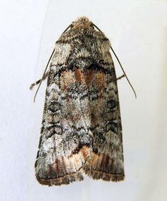 Hypotrix naglei by (c) jimeckert49, some rights reserved (CC BY). Used under a CC-BY license.