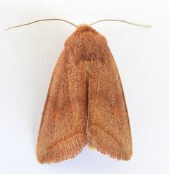 Hypotrix rubra by (c) jimeckert49, some rights reserved (CC BY). Used under a CC-BY license.