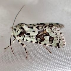 Lacinipolia consimilis by (c) Sue Carnahan, some rights reserved (CC BY), uploaded by Sue Carnahan. Used under a CC-BY license.