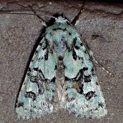 Lacinipolia consimilis by (c) Sue Carnahan, some rights reserved (CC BY), uploaded by Sue Carnahan. Used under a CC-BY license.