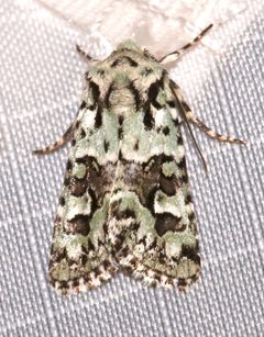Lacinipolia consimilis by (c) Laura Gaudette, some rights reserved (CC BY), uploaded by Laura Gaudette. Used under a CC-BY license.