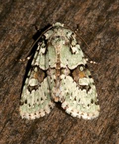 Lacinipolia implicata by (c) Laura Gaudette, some rights reserved (CC BY), uploaded by Laura Gaudette. Used under a CC-BY license.