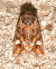 Lacinipolia lepidula by (c) Laura Gaudette, some rights reserved (CC BY), uploaded by Laura Gaudette. Used under a CC-BY license.