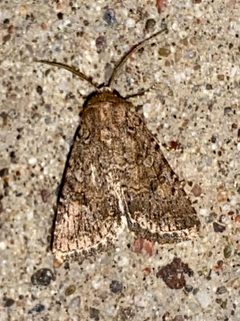 Lacinipolia leucogramma by (c) Elliott Gordon, some rights reserved (CC BY), uploaded by Elliott Gordon. Used under a CC-BY license.