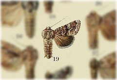 Lacinipolia leucogramma by no rights reserved, uploaded by Andreas Manz. Used under a CC0 license.