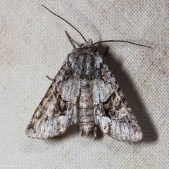 Lacinipolia quadrilineata by (c) Ken-ichi Ueda, some rights reserved (CC BY), uploaded by Ken-ichi Ueda. Used under a CC-BY license.
