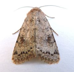 Nudorthodes molino by (c) jimeckert49, some rights reserved (CC BY). Used under a CC-BY license.