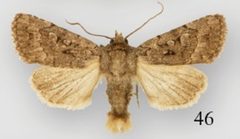 Nudorthodes texana by (c) Lafontaine JD, Walsh JB, Ferris CD, some rights reserved (CC BY). Used under a CC-BY license.