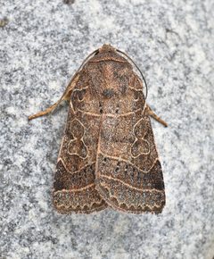 Orthodes majuscula by (c) brendanboyd, some rights reserved (CC BY). Used under a CC-BY license.