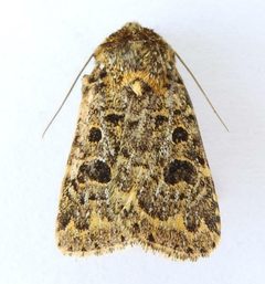 Synorthodes auriginea by (c) jimeckert49, some rights reserved (CC BY). Used under a CC-BY license.