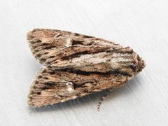 Tricholita bisulca by (c) jimeckert49, some rights reserved (CC BY). Used under a CC-BY license.
