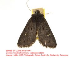 Tricholita elsinora by no rights reserved, uploaded by Andreas Manz. Used under a CC0 license.