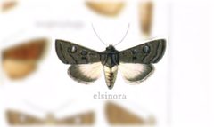 Tricholita elsinora by no rights reserved, uploaded by Andreas Manz. Used under a CC0 license.