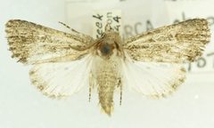 Trichopolia dentatella by no rights reserved, uploaded by Robbie Hannawacker. Used under a CC0 license.