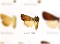 Euxoa excogita by no rights reserved, uploaded by Andreas Manz. Used under a CC0 license.