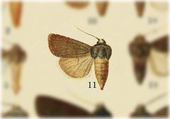 Euxoa excogita by no rights reserved, uploaded by Andreas Manz. Used under a CC0 license.