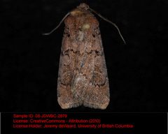 Euxoa excogita by no rights reserved, uploaded by Andreas Manz. Used under a CC0 license.