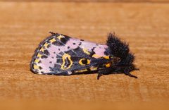 Xanthopastis regnatrix by (c) Laura Gaudette, some rights reserved (CC BY), uploaded by Laura Gaudette. Used under a CC-BY license.