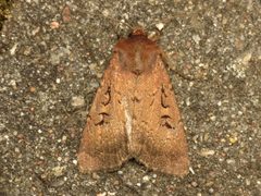 Graphiphora by (c) Donald Hobern, some rights reserved (CC BY). Used under a CC-BY license.