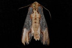 Admetovis similaris by (c) Jeremy deWaard. University of British Columbia., some rights reserved (CC BY). Used under a CC-BY license.