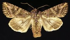 Anarta farnhami by (c) Doug Macaulay, some rights reserved (CC BY), uploaded by Doug Macaulay. Used under a CC-BY license.