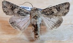 Anarta obesula by (c) Doug Macaulay, some rights reserved (CC BY), uploaded by Doug Macaulay. Used under a CC-BY license.
