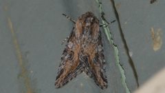 Hadenella by (c) Andy Reago & Chrissy McClarren, some rights reserved (CC BY). Used under a CC-BY license.