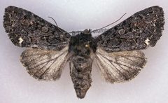 Melanchra pulverulenta by (c) Dave, some rights reserved (CC BY), uploaded by Dave. Used under a CC-BY license.