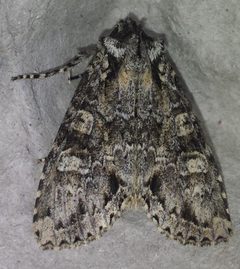 Polia imbrifera by (c) alicia penney, some rights reserved (CC BY), uploaded by alicia penney. Used under a CC-BY license.