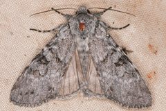 Polia piniae by (c) Trevor Van Loon, some rights reserved (CC BY), uploaded by Trevor Van Loon. Used under a CC-BY license.