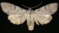 Polia piniae by (c) Doug Macaulay, some rights reserved (CC BY), uploaded by Doug Macaulay. Used under a CC-BY license.