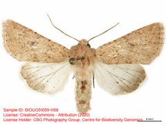 Scotogramma gatei by no rights reserved, uploaded by Andreas Manz. Used under a CC0 license.