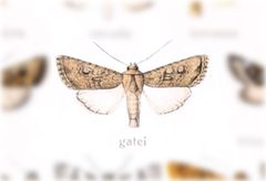 Scotogramma gatei by no rights reserved, uploaded by Andreas Manz. Used under a CC0 license.