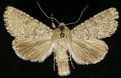 Scotogramma submarina by (c) Doug Macaulay, some rights reserved (CC BY), uploaded by Doug Macaulay. Used under a CC-BY license.