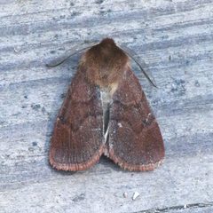 Hemipachnobia monochromatea by (c) Laura Gaudette, some rights reserved (CC BY), uploaded by Laura Gaudette. Used under a CC-BY license.