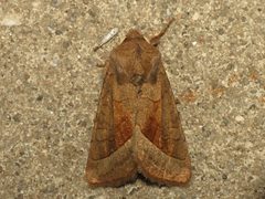 Hydraecia by (c) Donald Hobern, some rights reserved (CC BY). Used under a CC-BY license.
