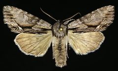 Hyppa contrasta by (c) Doug Macaulay, some rights reserved (CC BY), uploaded by Doug Macaulay. Used under a CC-BY license.