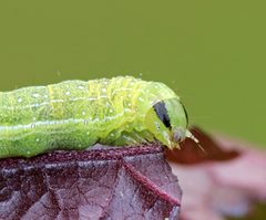 Loscopia velata by (c) Christine Young, some rights reserved (CC BY), uploaded by Christine Young. Used under a CC-BY license.